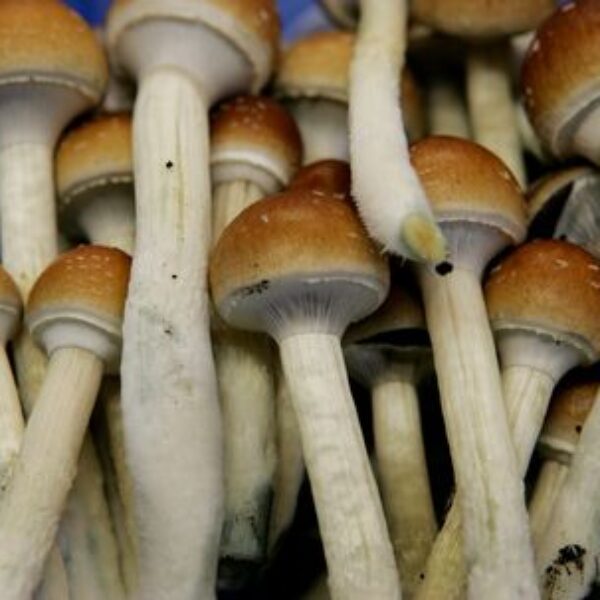 Buy Psilocybin mushrooms