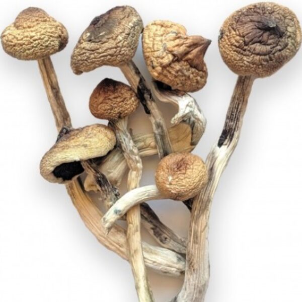 Buy Magic Mushroom Psilocybin